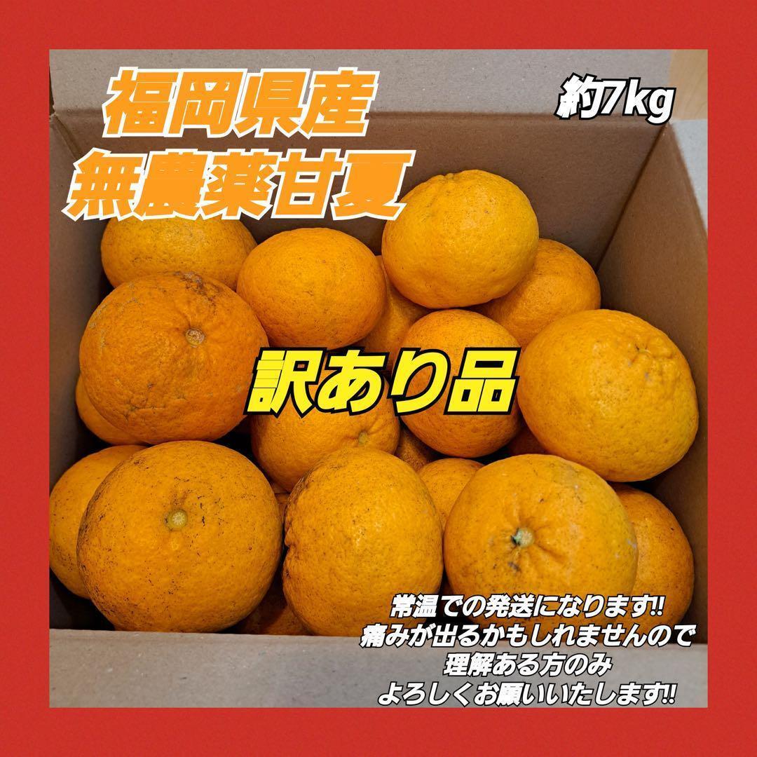 【訳あり品】福岡県産 無農薬 甘夏 約7kg 自然栽培 ジャム 冷凍 柑橘類