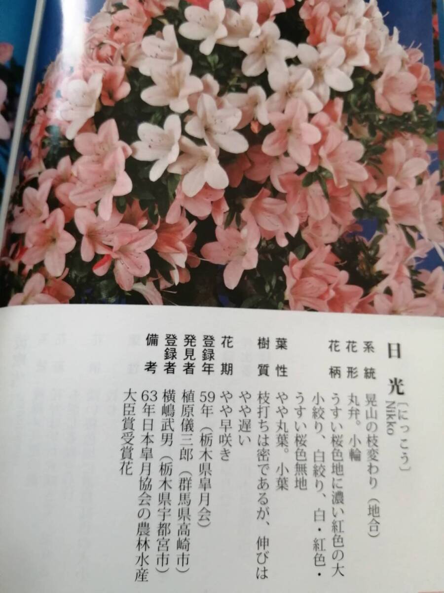 皐月　中品　日光　樹高50cm_画像7