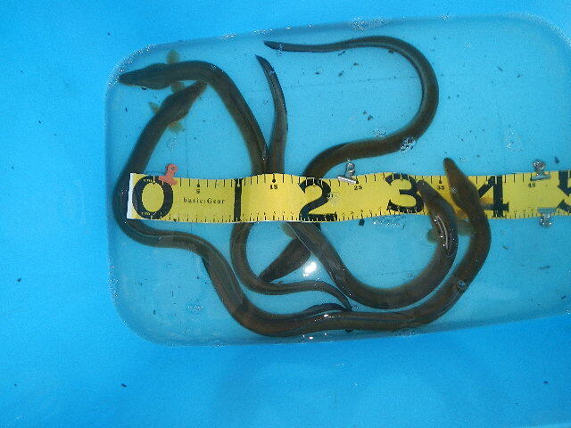  fresh water ... river eel Aichi prefecture production 5 pcs . approximately 900g 4800 jpy start postage payment on delivery 