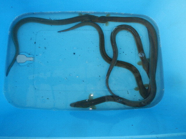  fresh water ... river eel Aichi prefecture production 5 pcs . approximately 900g 4800 jpy start postage payment on delivery 