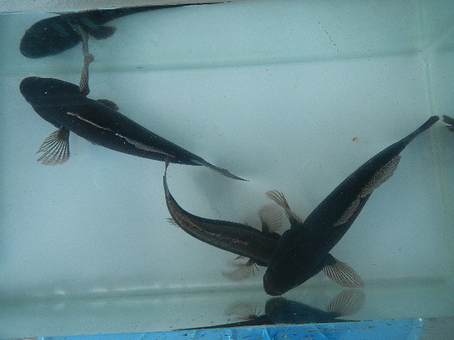 天然　カワアナゴ　古代魚のような威厳のある風貌です。　大きさ：15～20cm前後 ２匹で　1580円スタート　愛知県産　ペット　鑑賞用 _画像7