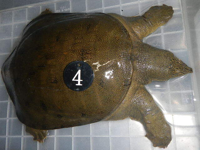  natural softshell turtle sponNo.4 business use price Aichi prefecture production organism hour approximately 1.4kg female raw . tighten light leather processing settled after vacuum pack freezing . shipping including in a package possible 