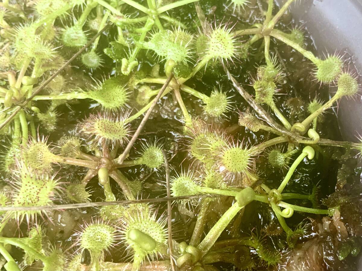 食虫植物モウセンゴケ広島県産野生種、山野草_画像2