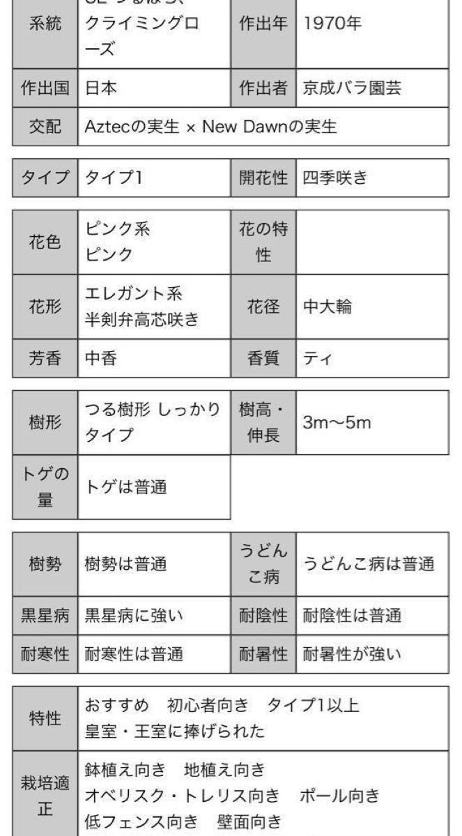 ③つるバラ苗木、羽衣、四季咲き、強健