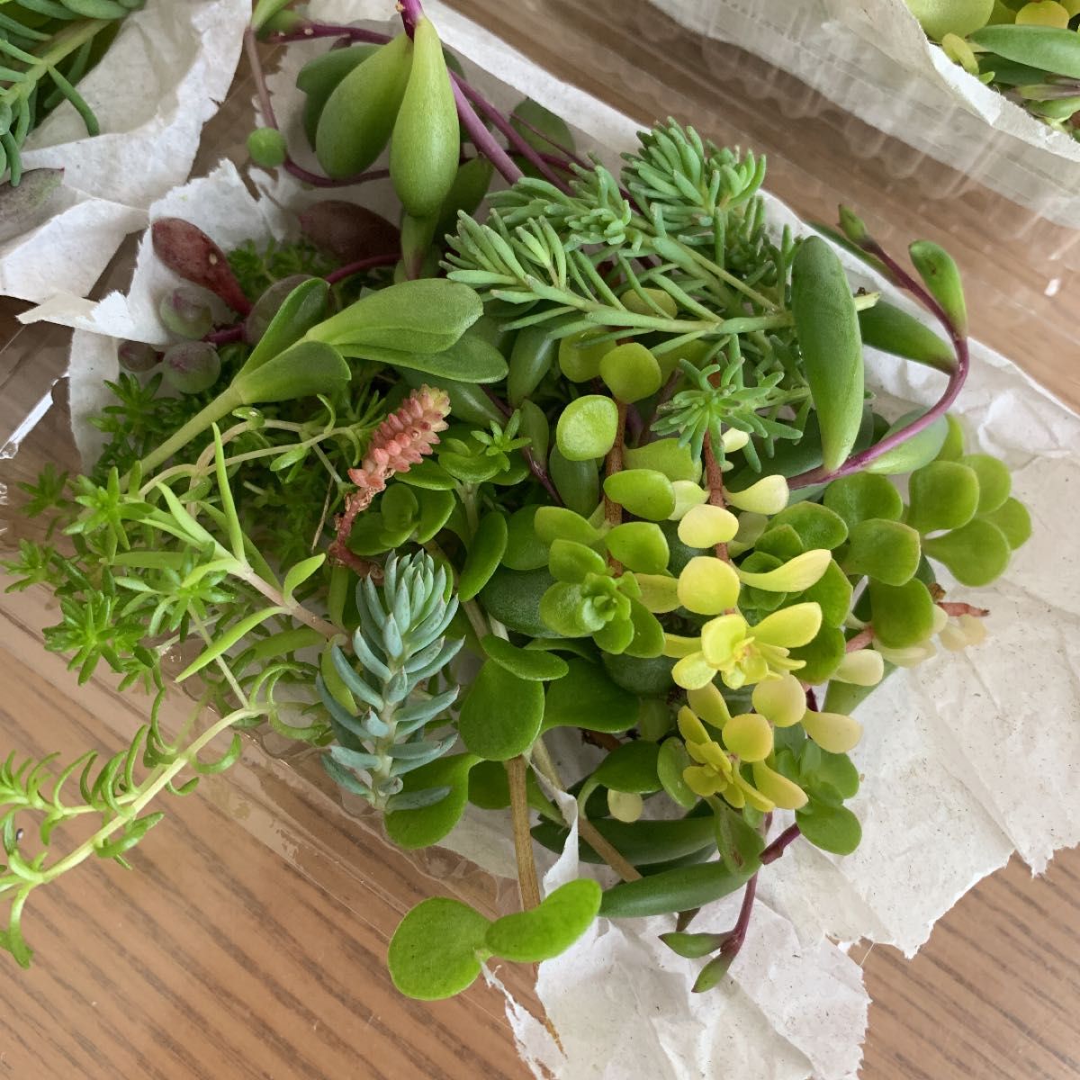 多肉植物　カット苗　希望あれば育て方送ります　セダム  セット