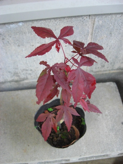 momiji seedling ②