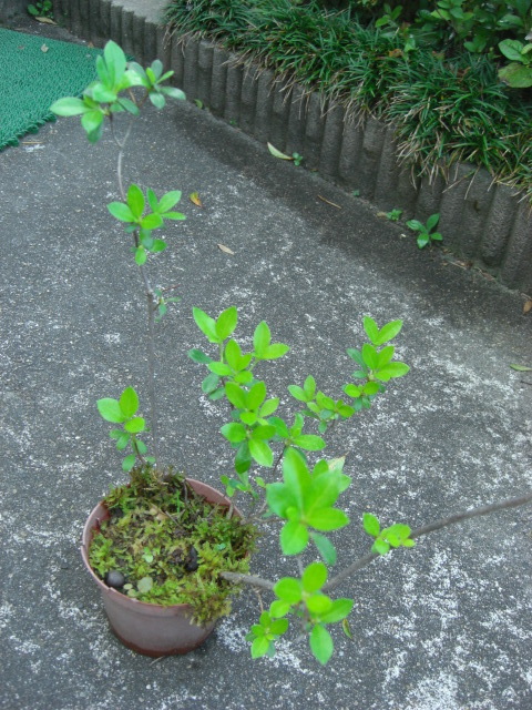  Satsuki seedling 