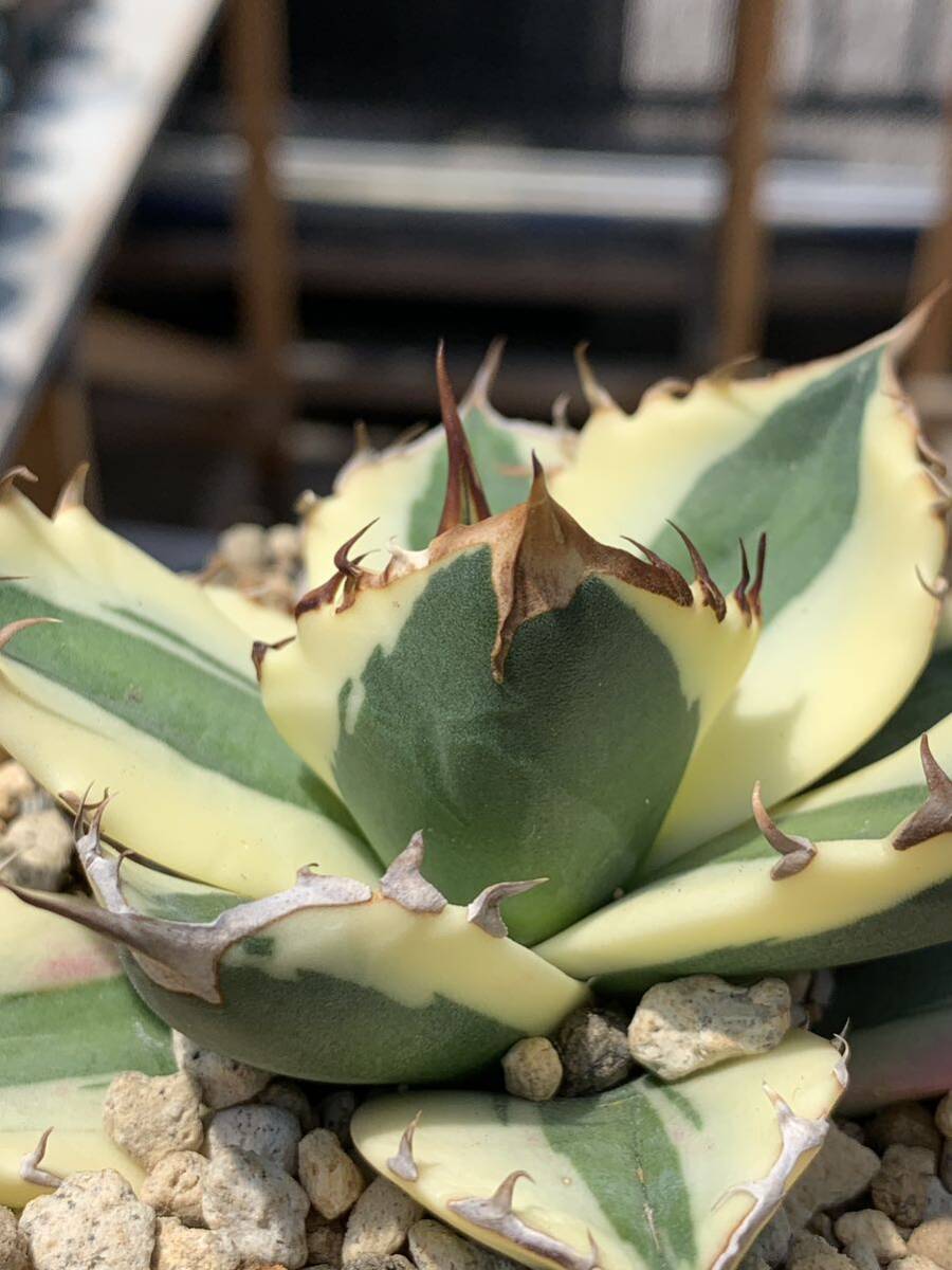 多肉植物 アガベ チタノタ スナグルトゥース極上株_画像2