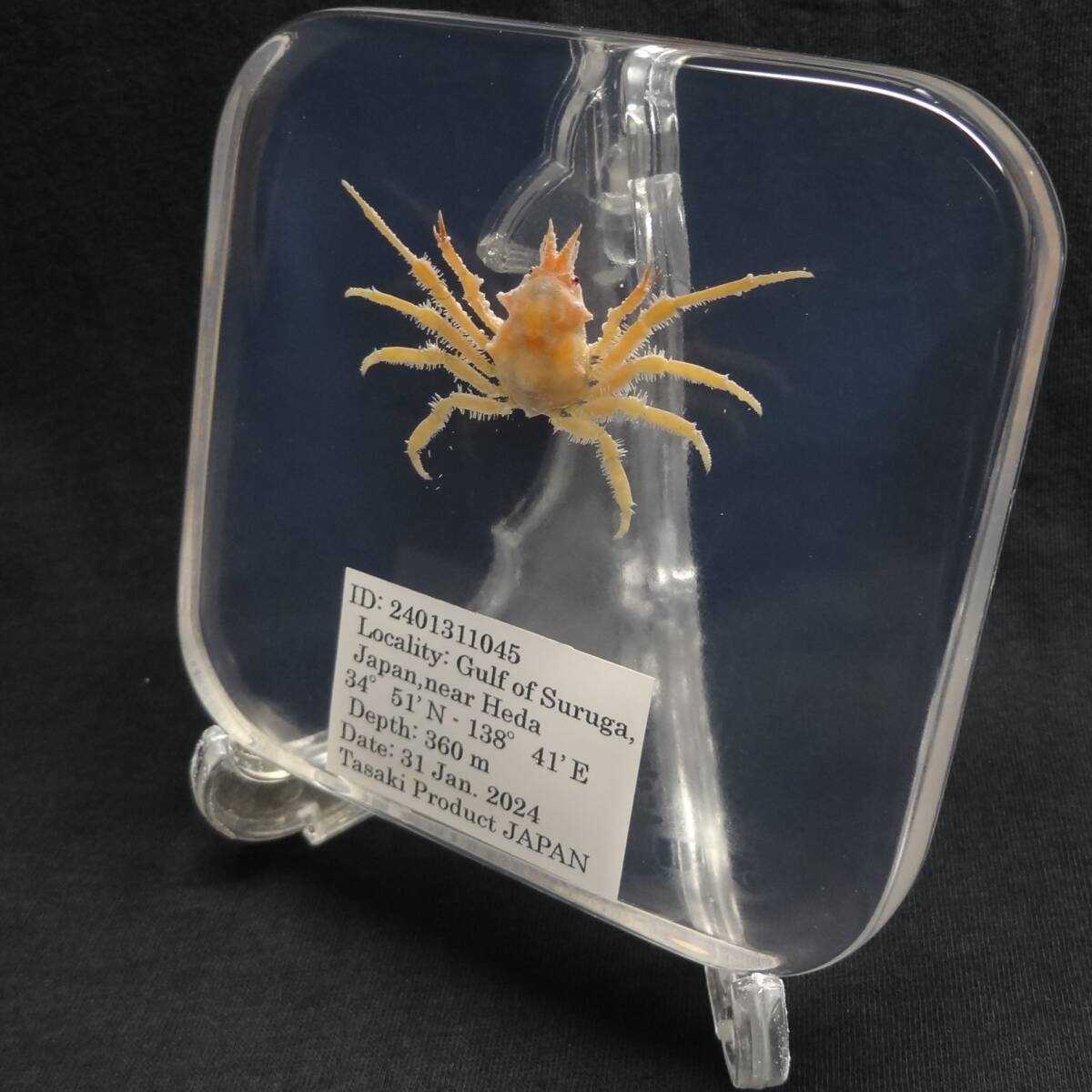  deep sea biology . specimen ID:2401311045