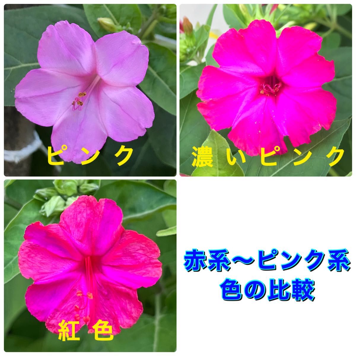 【ワケアリ】オシロイバナの種(ピンク)  30粒　　　　　花の種