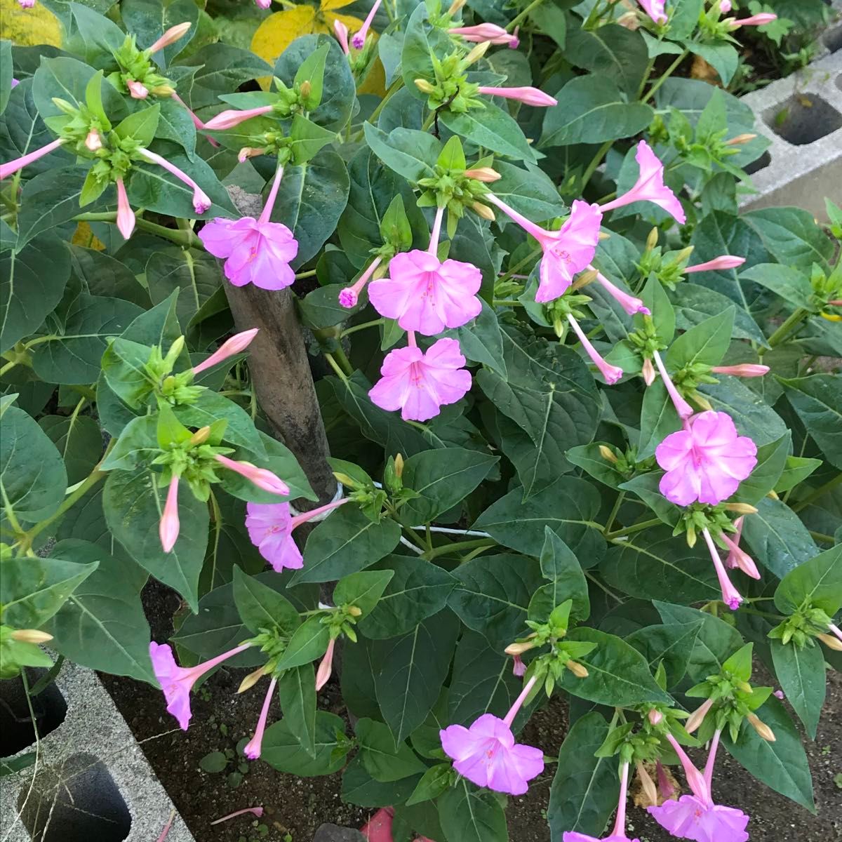 【ワケアリ】オシロイバナの種(ピンク)  30粒　　　　　花の種