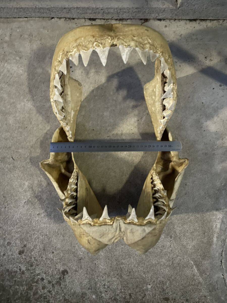 ホホジロザメ顎 骨格標本_画像5