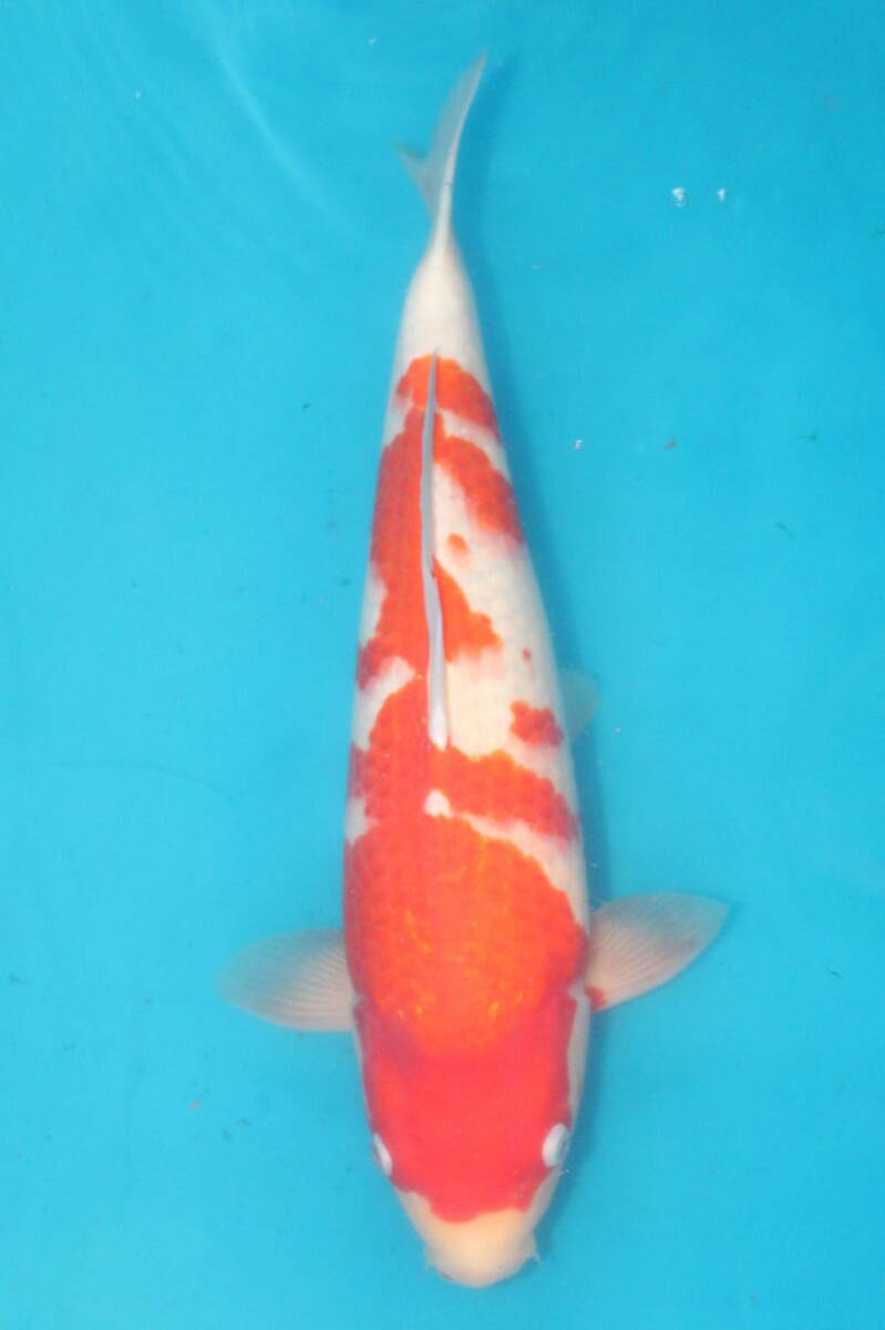 DIRECT鯉　室生養鯉産　ジャンボ当歳　紅白　45cm（0519-3）_画像1