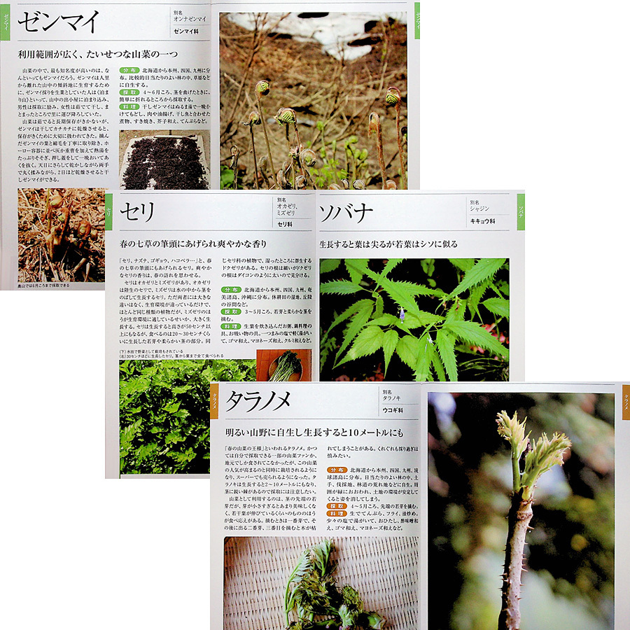 名人が教える山菜の採り方・食べ方｜94種 カラー図鑑 山菜料理 作り方 調理 アク抜き 下処理 山菜採りの基礎知識d_画像5