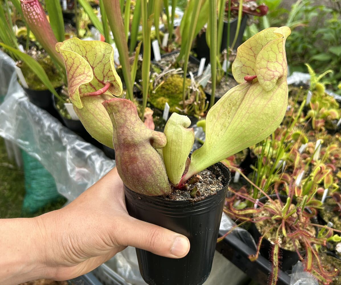 Sarracenia purpurea サラセニア プルプレア 食虫植物_画像4