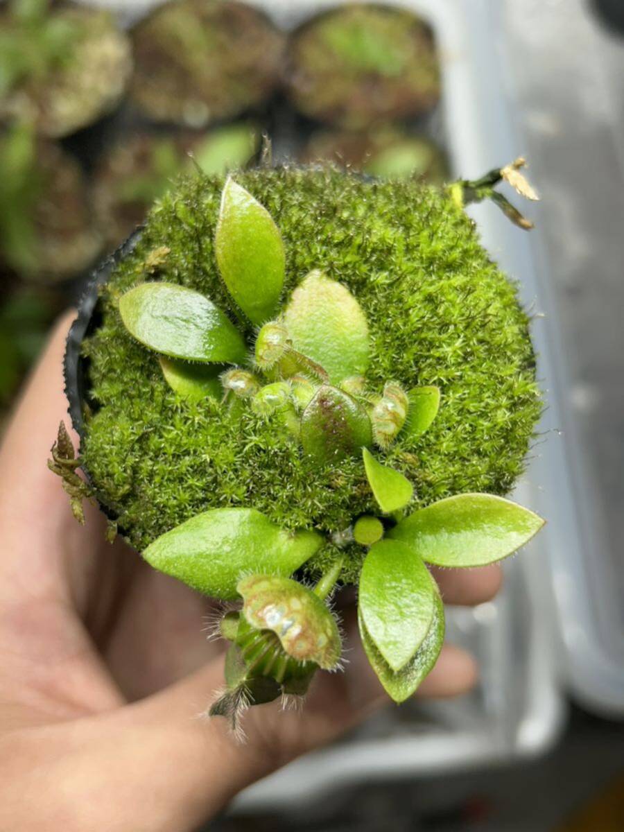 Cephalotus follicularis seedling Hummers Giant セファロタス 食虫植物の画像4