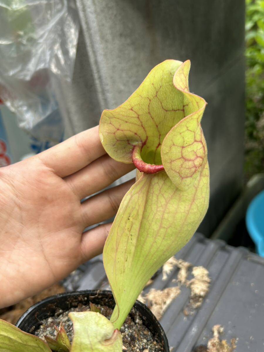 Sarracenia purpurea サラセニア プルプレア 食虫植物_画像3
