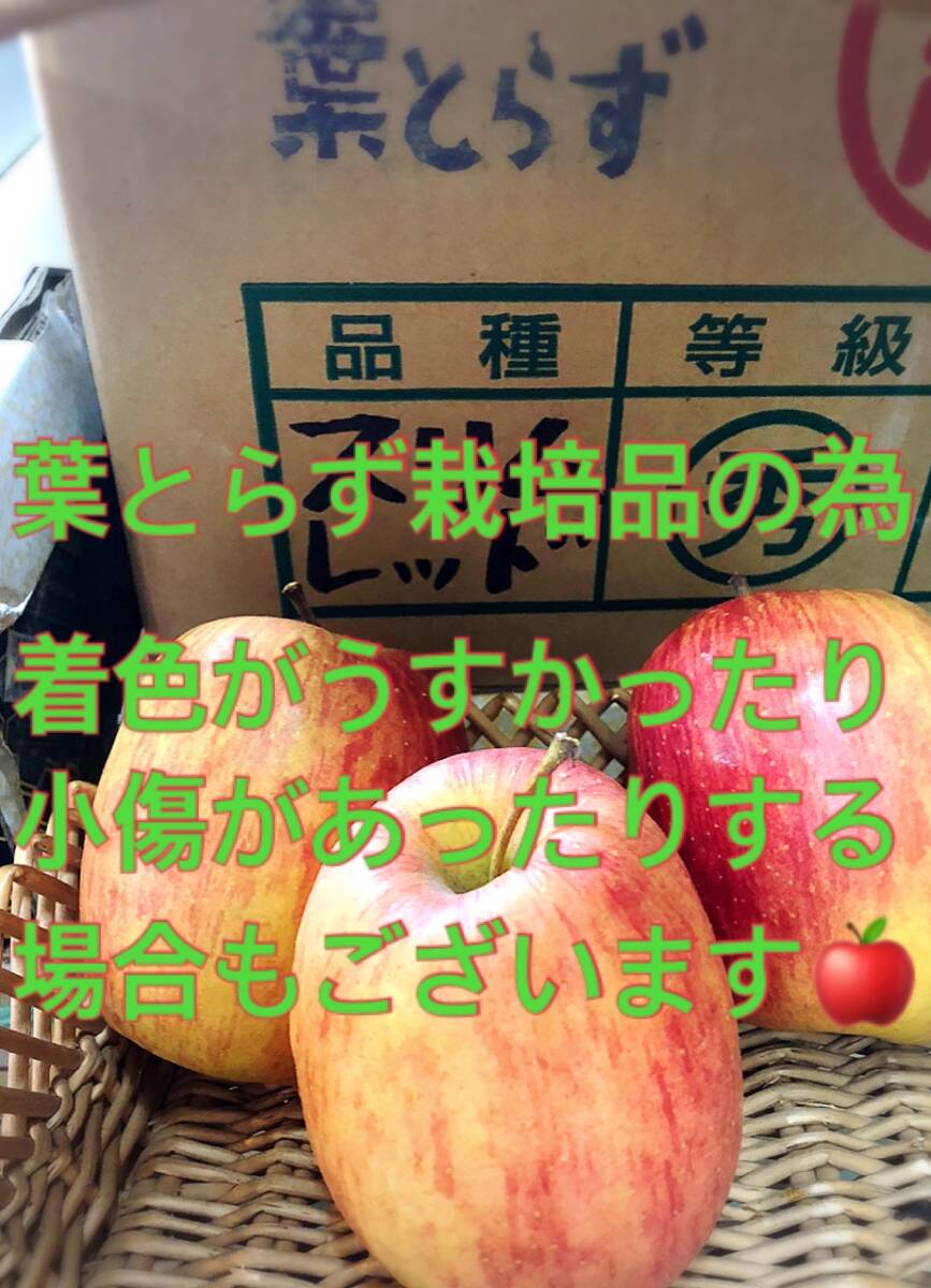 【京の果実屋】リンゴ《丸かじり好きにはたまらない》スリムレッド 2.2kg 青森県産の画像5