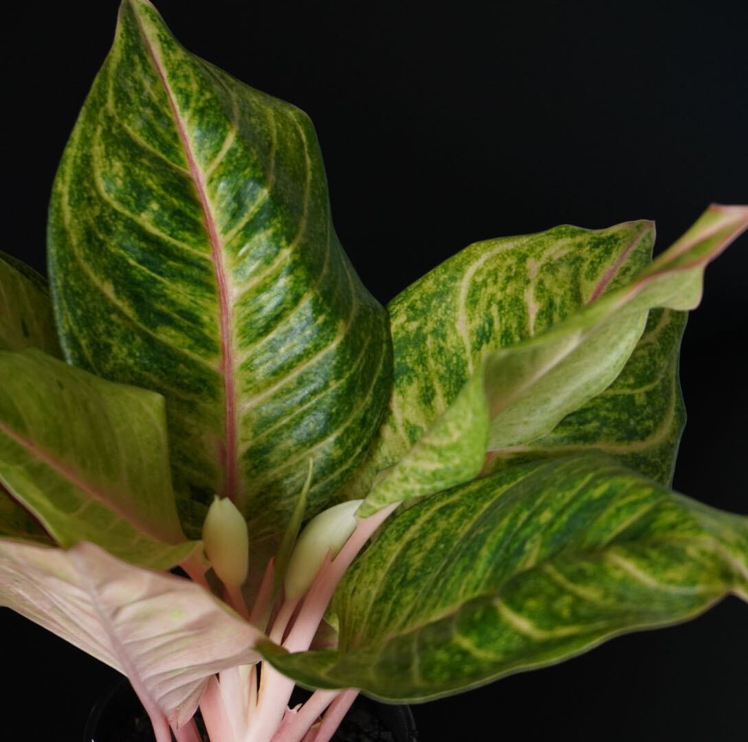 【eba plants】no1 Aglaonema Susan アグラオネマ　スーザン　“斑入り植物” 4号鉢_画像3