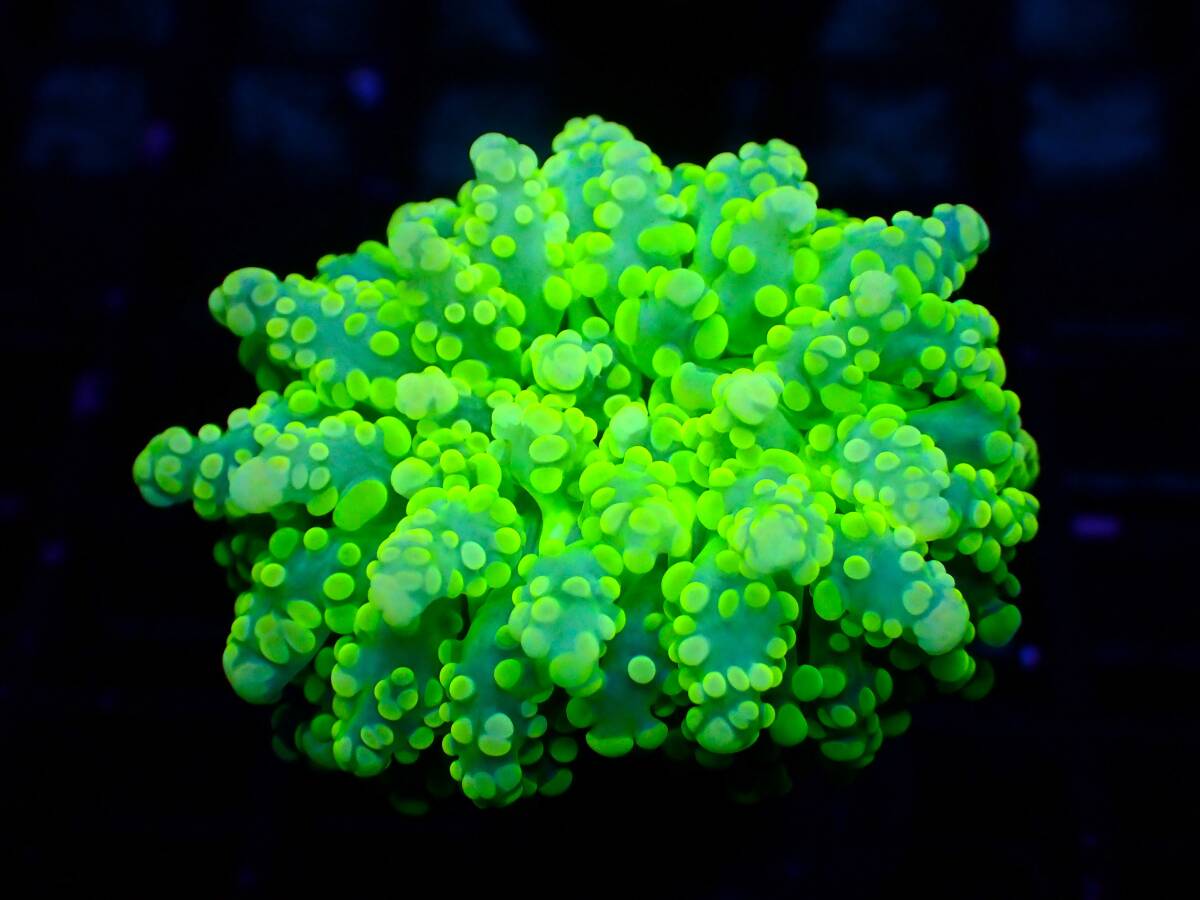 ■タコアシサンゴ■ ≪KOARA≫【Euphyllia yaeyamaensis】＃サンゴ＃アクアリウムの画像1