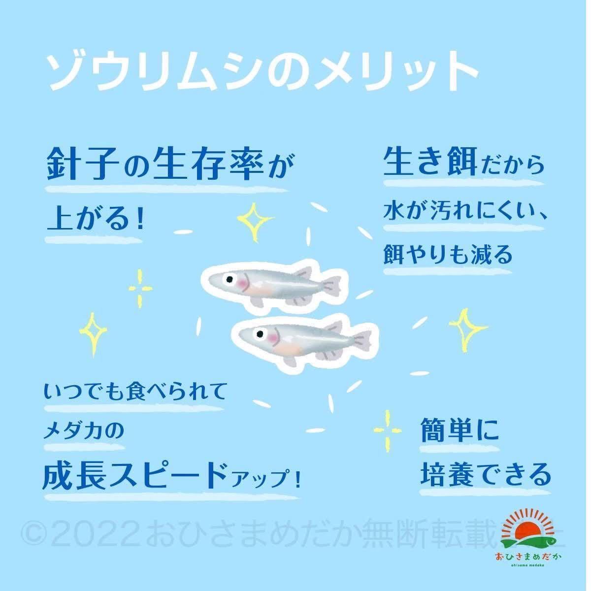 送料無料【ゾウリムシ　種水　1800ml】めだか　メダカ　針子 稚魚　餌　psb　 金魚　青水　PSB　クロレラ　ミドリムシ に