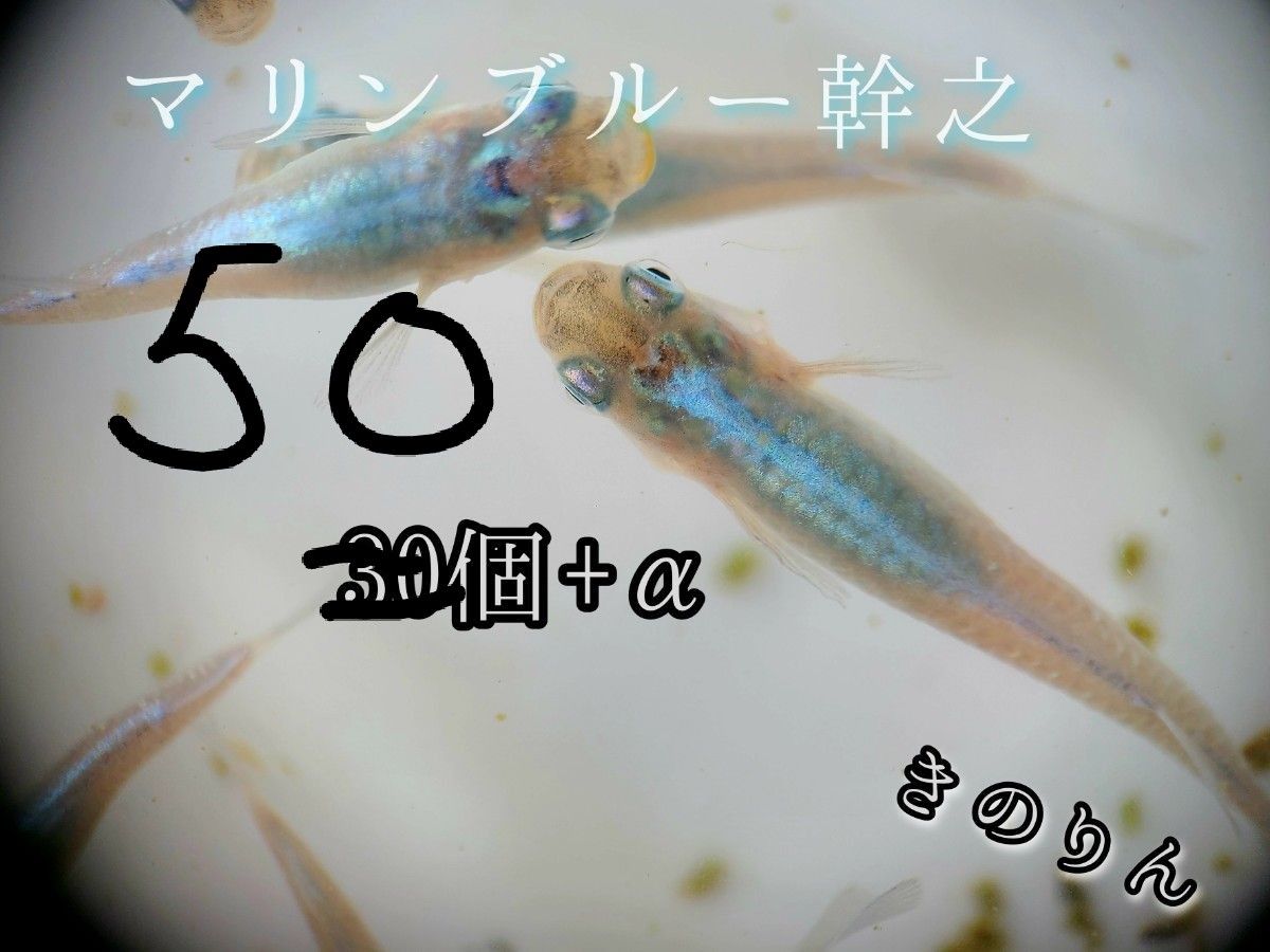 【マリンブルーメダカの卵】50個+α