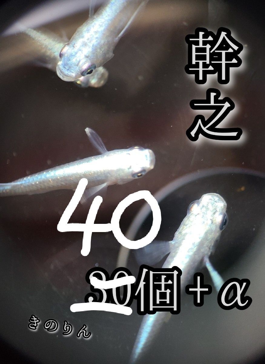 【幹之メダカの卵】40個+α