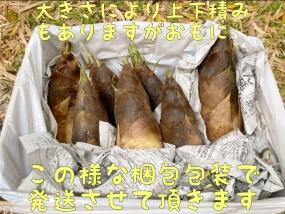 約7kg たけのこ ぬか付き 筍 タケノコ 無農薬 新鮮野菜 採れたて発送