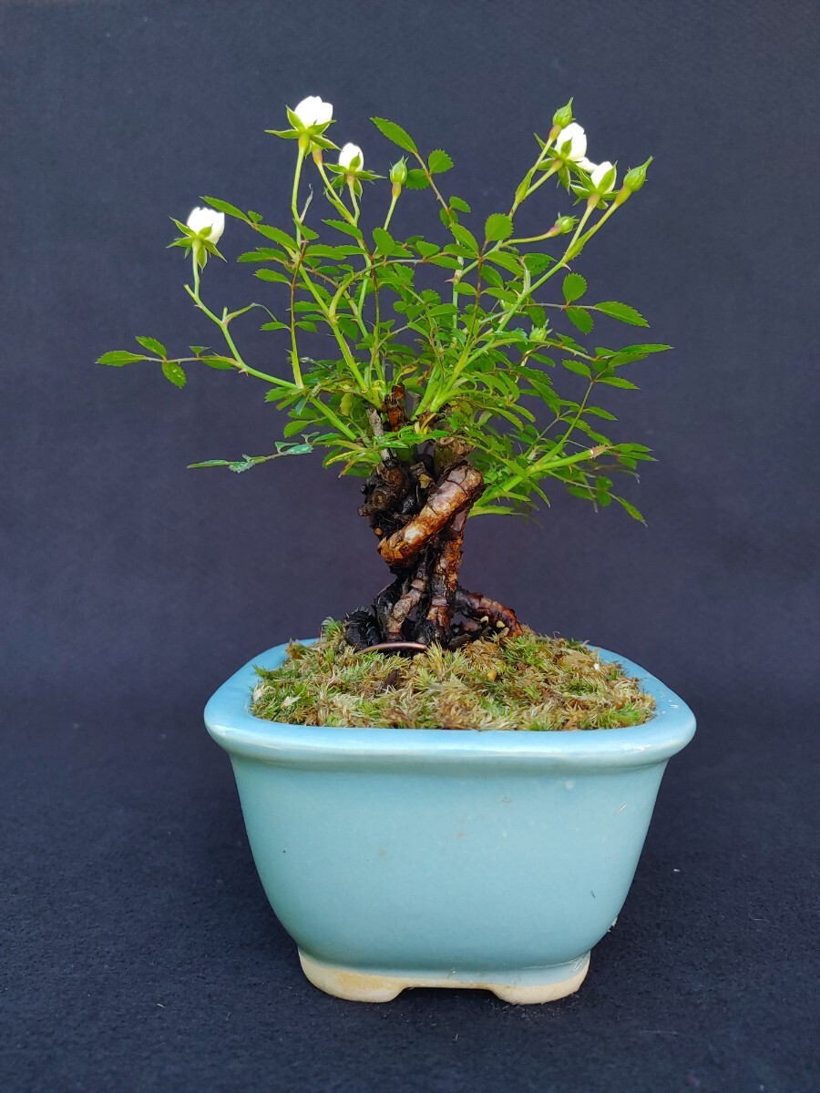 [ bonsai. chikala] mini rose A Kanto from west is postage 1000 jpy height of tree 11 centimeter 