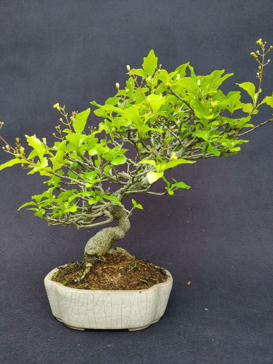 [ bonsai. chikala] smell maple Kanto from west is postage 1300 jpy height of tree top and bottom 18 centimeter exhibition . exhibition .