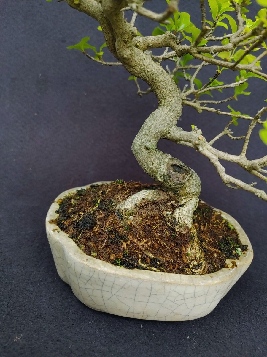 [ bonsai. chikala] smell maple Kanto from west is postage 1300 jpy height of tree top and bottom 18 centimeter exhibition . exhibition .
