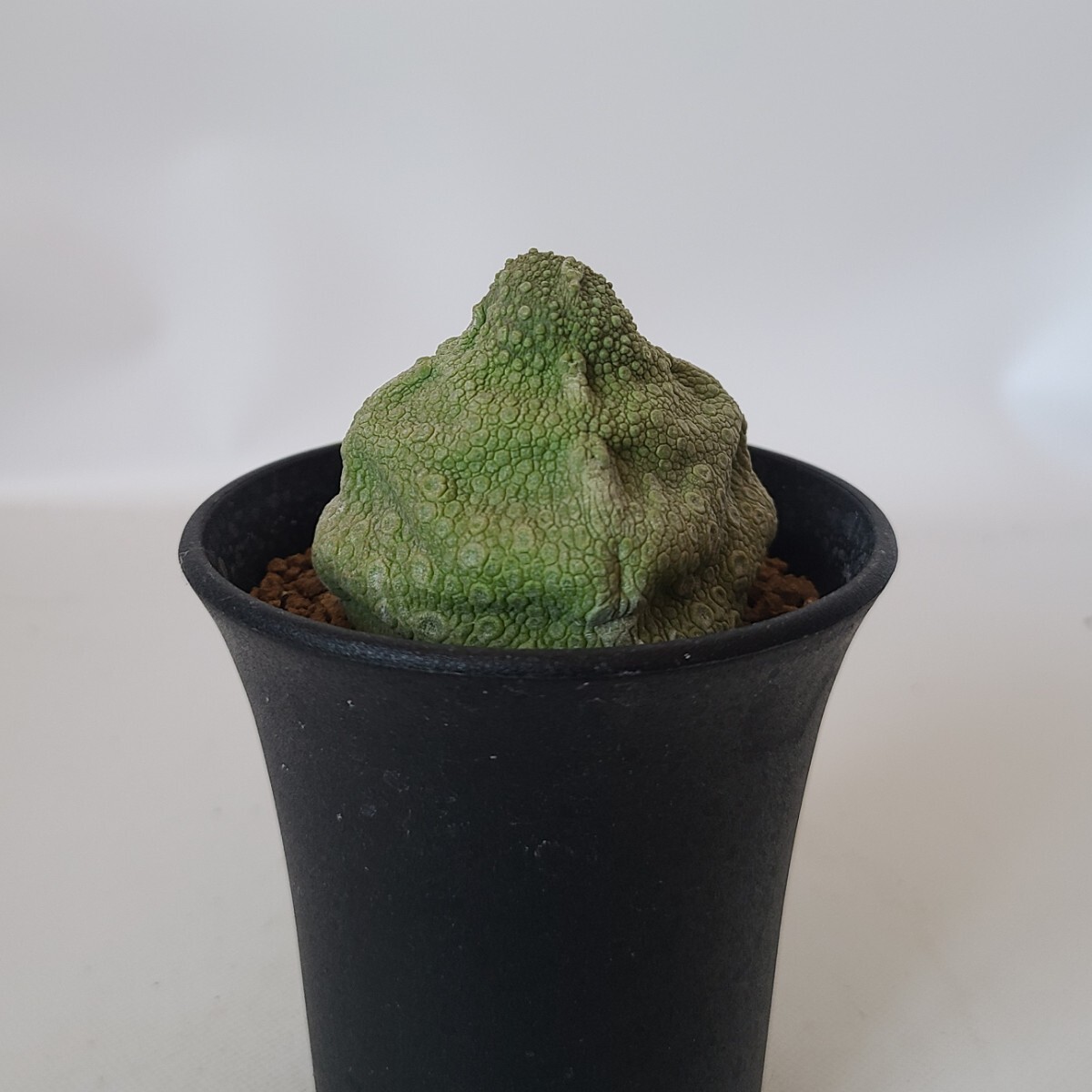 【１円スタート】　プセウドリトス・クビフォルミス ／ガガイモ　塊根植物　コーデックス サボテン　多肉植物_画像3