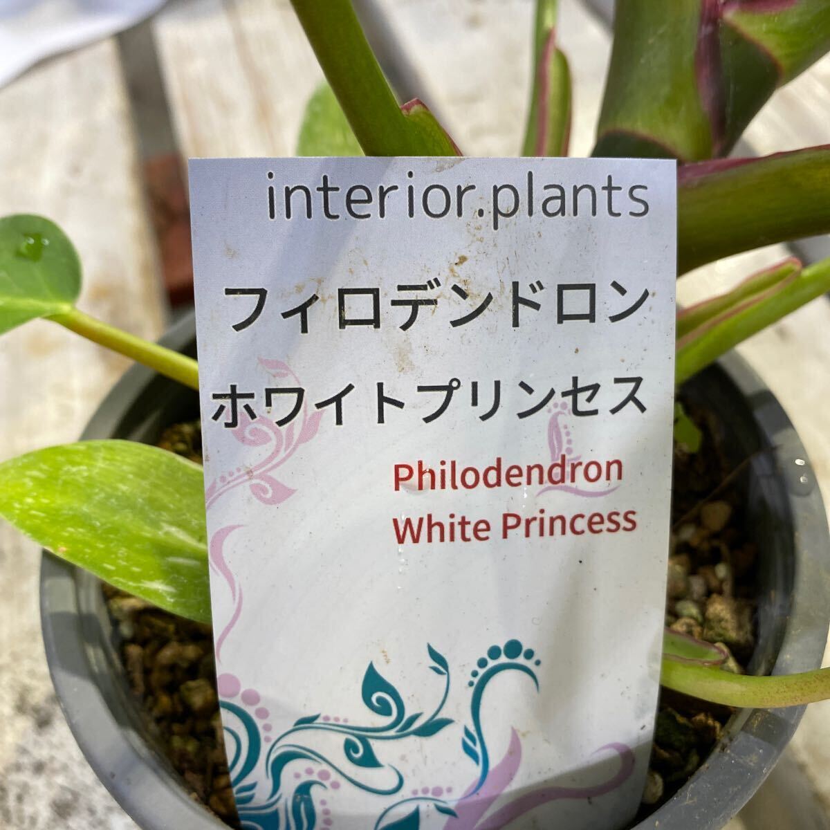 firoten white Princess ② 4 number pot from the bottom approximately 34cm 5 month 1 day photographing reality goods Toyonaka city .. exhibition including in a package shipping welcome 