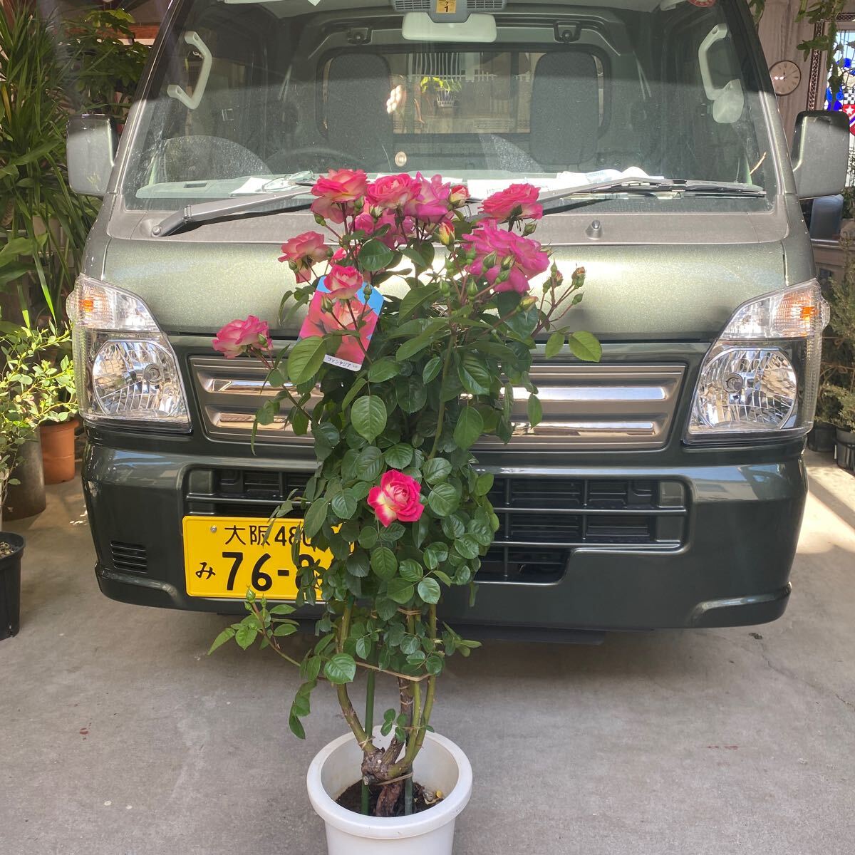tsuru роза .. роза вентилятор tajia8 номер горшок от низа примерно 113cm 5 месяц 16 день фотосъемка на данный момент товар Тоёнака город .. лот включение в покупку отправка трудный 