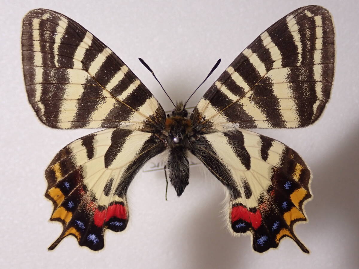 ** желтый частота gi безграничный .u*⑤ белый лошадь . Япония производство бабочка вид . сегодня книга@ производство бабочка вид бабочка образец бабочка butterfly образец бабочка вид образец образец насекомое насекомое 