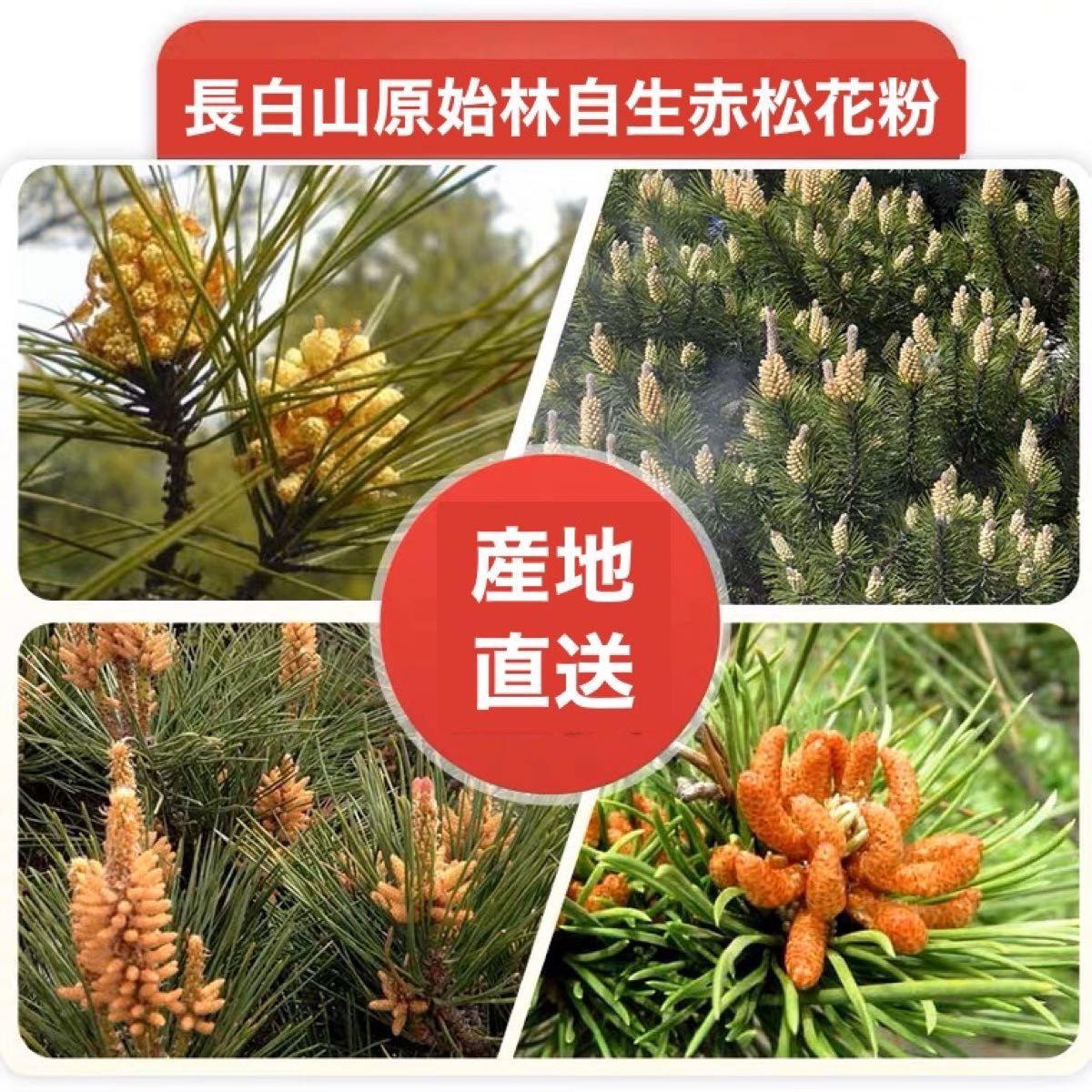 新入荷！破壁松花粉 赤松花粉 松の花粉 松花粉 100g 松の葉茶 松葉ジュース