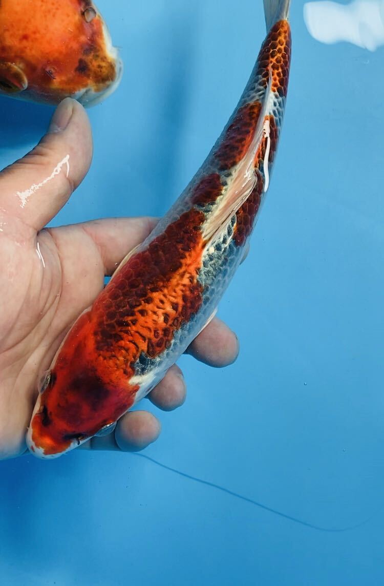 破格サービス2本セット！紅孔雀20cm　橙ドイツ40cm　錦鯉_画像3