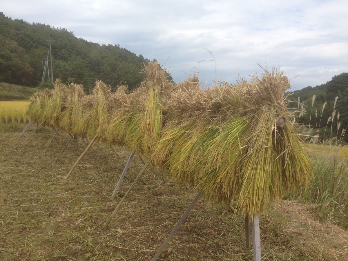 ヒノヒカリ　玄米 30キロ　農家 掛け干し米　天日干し米　白米可