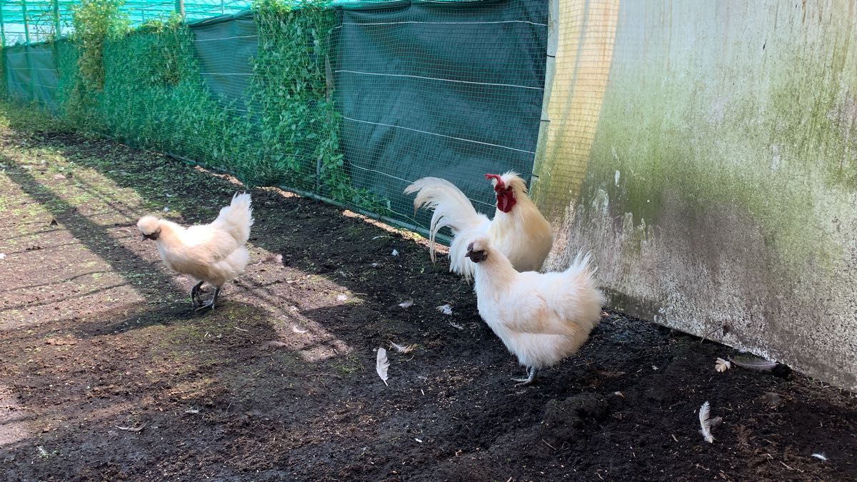 平飼い卵（有精卵） 20個