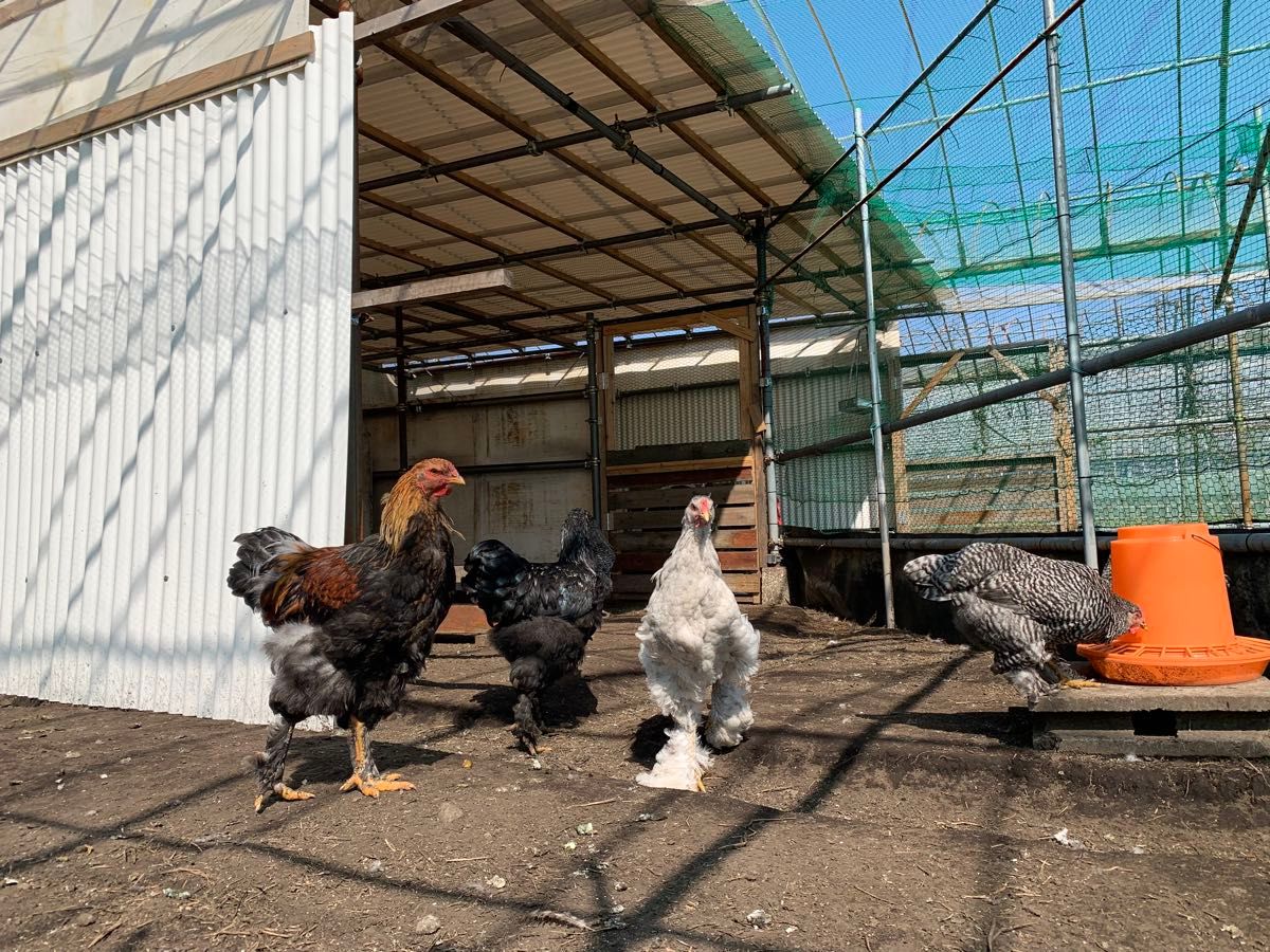 平飼い卵（有精卵） 20個