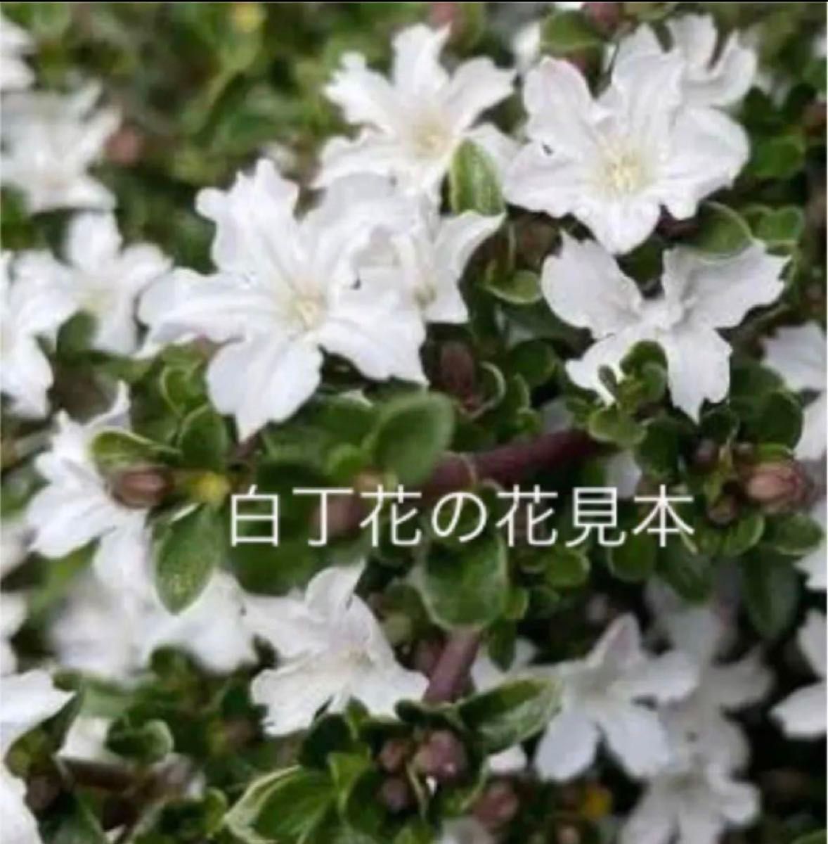 ミニ盆栽　２種の白丁花　瀬戸焼六角ケンガイ（オリベ）