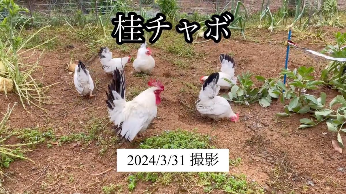 桂チャボ　有精卵　6個