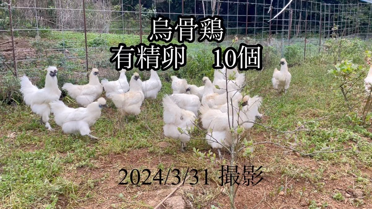 平飼い放牧　烏骨鶏　有精卵　10個