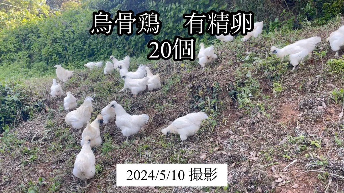 平飼い放牧　烏骨鶏　有精卵　20個