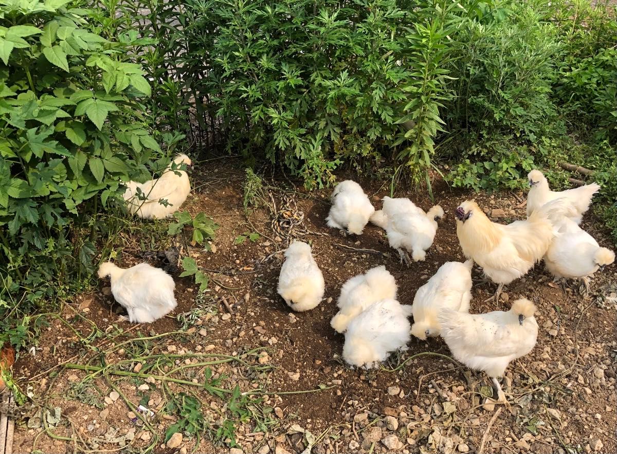 平飼い放牧　烏骨鶏　有精卵　10個