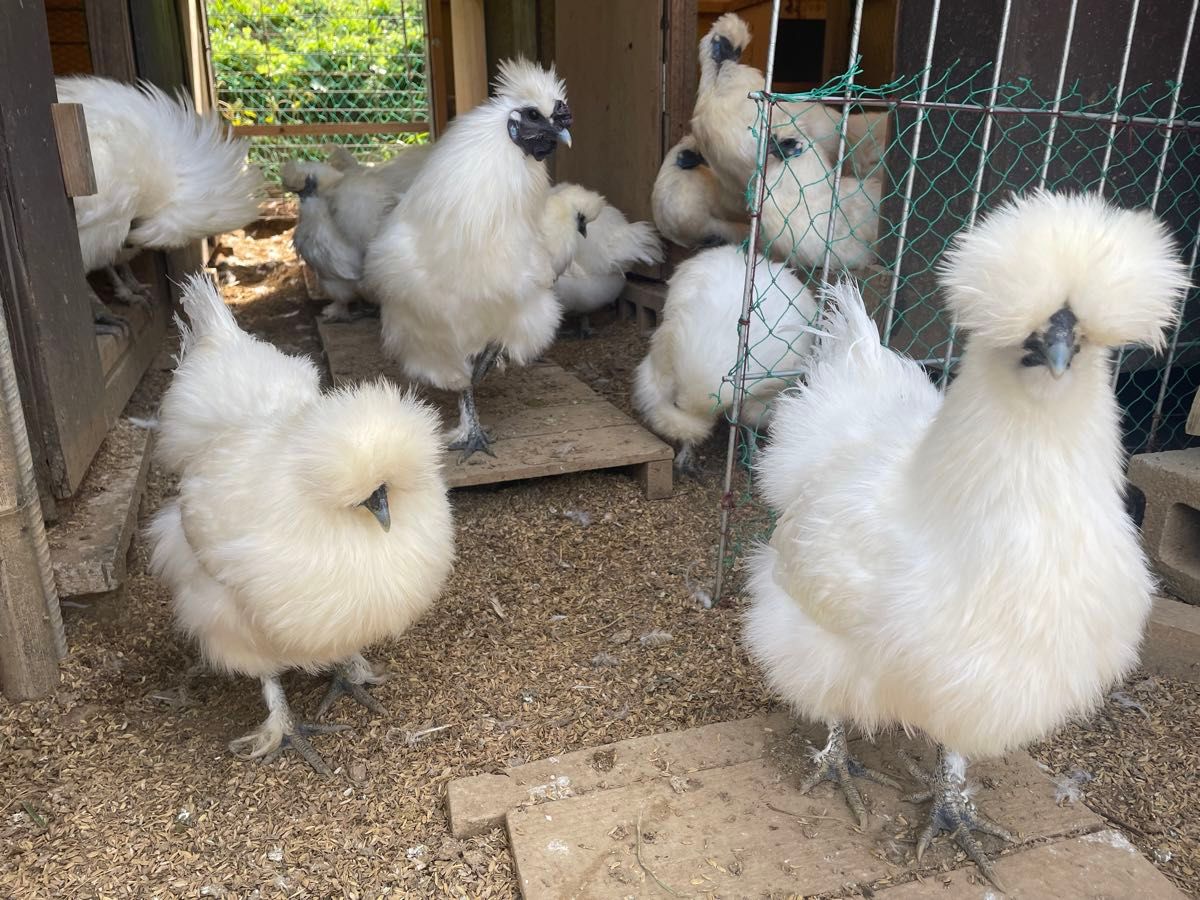 平飼い放牧　烏骨鶏　有精卵　20個