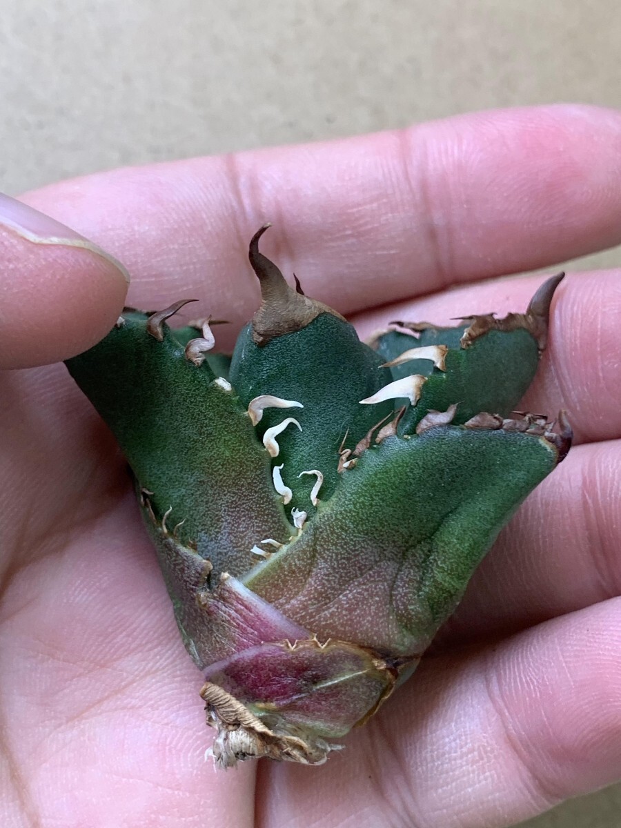 BA166多肉植物 アガベ チタノタ 鳳凰 超レア種優良血統 子株の画像6