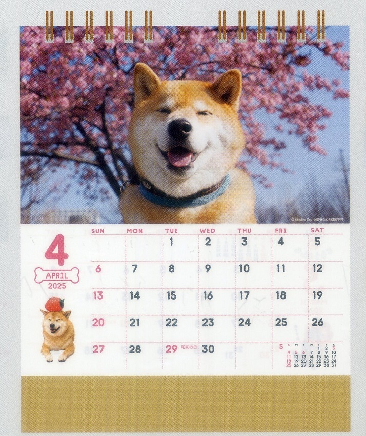 2025 year desk calendar . dog .... san .
