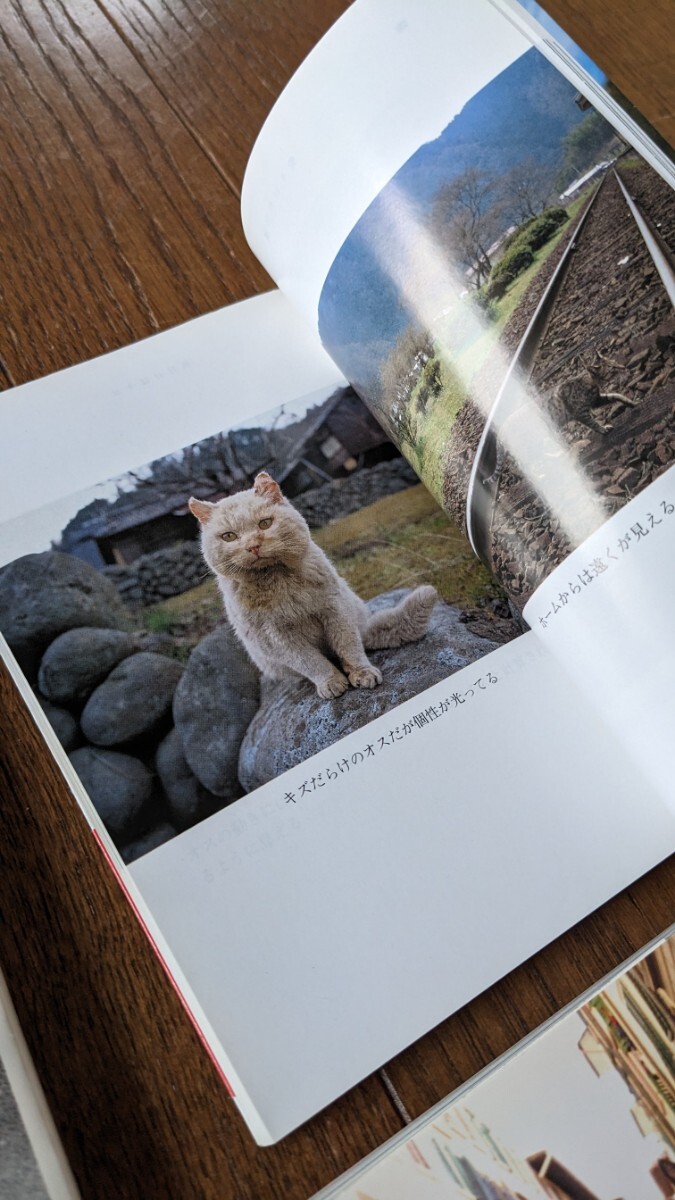  Kyoto кошка блок ..., путешествие .. кошка, кошка . на фото час, кошка такой как свободный 