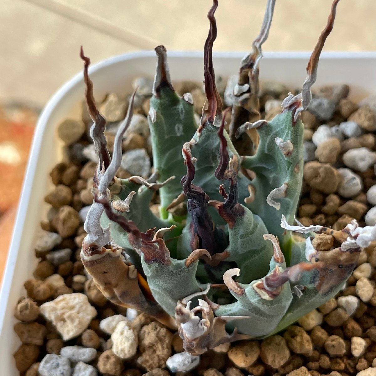 2 special selection yutaensis5cm departure root settled | CACTUS.TOKYO | (e Boris pinaneba electron s..)